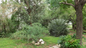 Sombra de toro (Jodina rhombifolia), Caranday (Trithrinax campestris) y Rama negra (Lycium boerhaviaefolium)