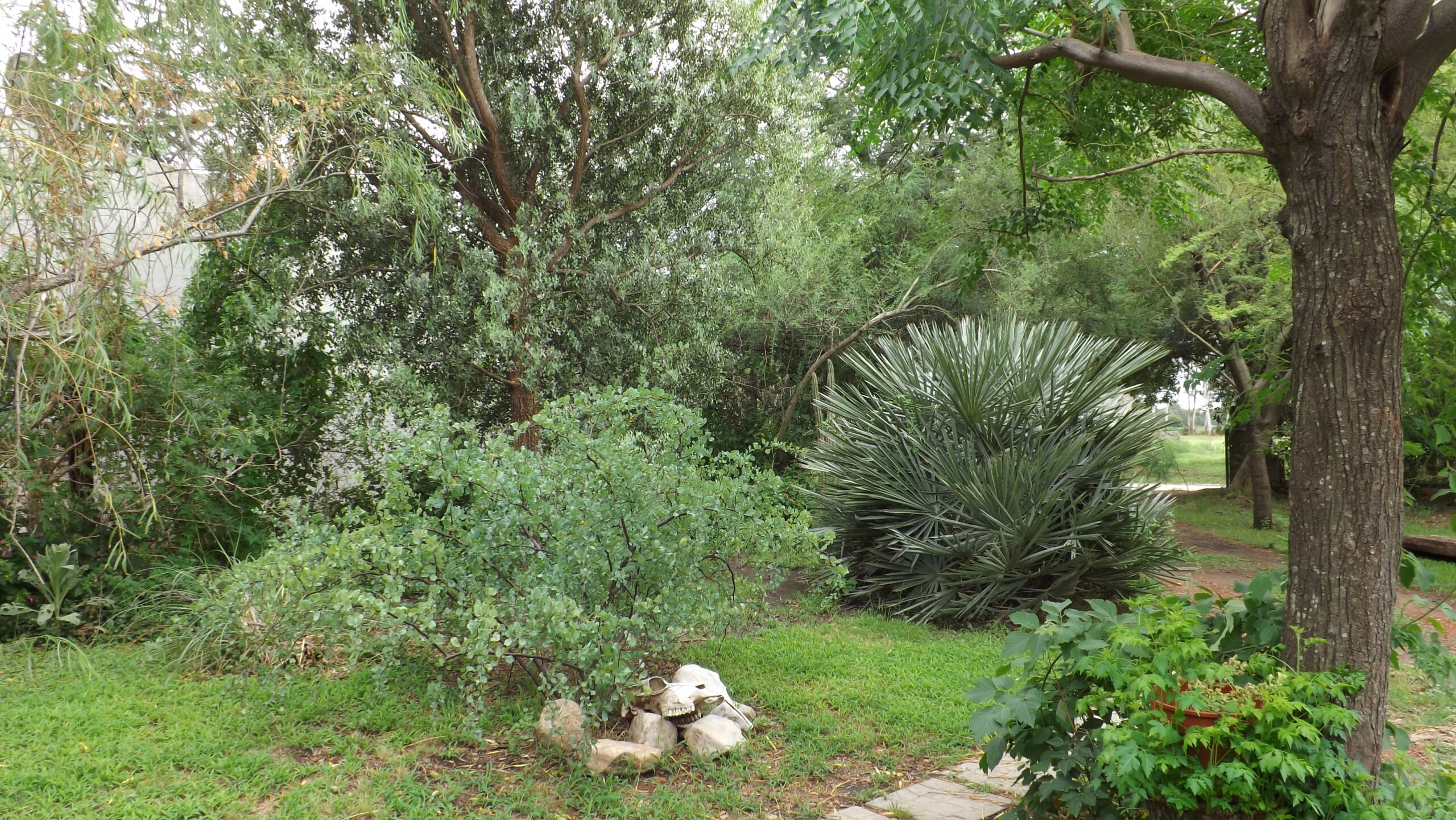 Sombra de toro (Jodina rhombifolia), Caranday (Trithrinax campestris) y Rama negra (Lycium boerhaviaefolium)