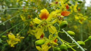 Cina Cina - Parkinsonia aculeata