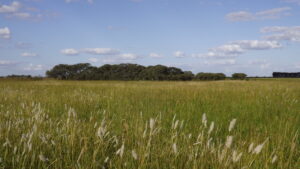 Chañaral (Geoffroea decorticans) en medio de pastizal nativo de Cola de liebre (Bothriochloa laguroides) en camino rural de Chovet